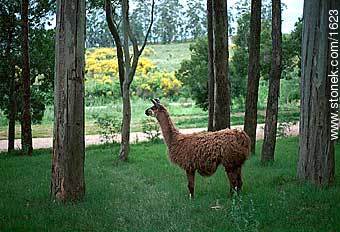 Parque Arequita, Lavalleja. Llama. - Departamento de Lavalleja - URUGUAY. Foto No. 1623