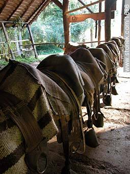 Saddles. - Lavalleja - URUGUAY. Photo #1686