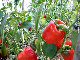 Red pepper - Lavalleja - URUGUAY. Photo #1667