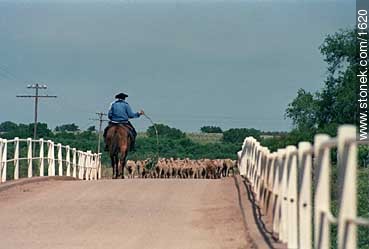 Arreando ovejas por los caminos. - Departamento de Lavalleja - URUGUAY. Foto No. 1620