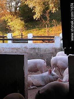 Pigs. - Lavalleja - URUGUAY. Photo #1674