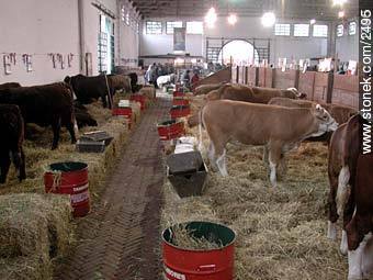 Ranching Exhibition in Montevideo. (see separated page) - Department of Montevideo - URUGUAY. Photo #1706
