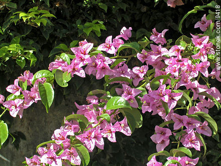 Santa Rita lila - Flora - IMÁGENES VARIAS. Foto No. 9418