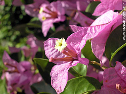 Santa Rita lila - Flora - IMÁGENES VARIAS. Foto No. 9417