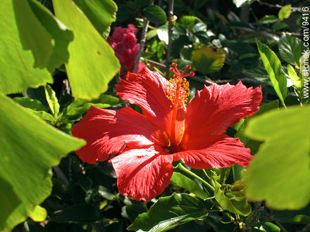  - Flora - IMÁGENES VARIAS. Foto No. 9416