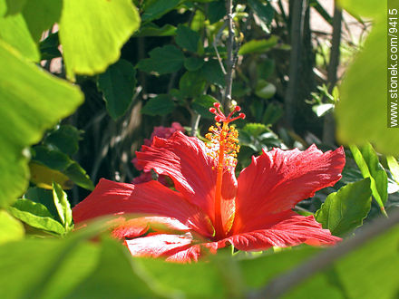  - Flora - IMÁGENES VARIAS. Foto No. 9415