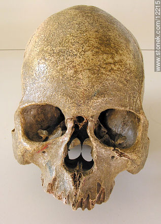 Cráneo humano -  - IMÁGENES VARIAS. Foto No. 12215