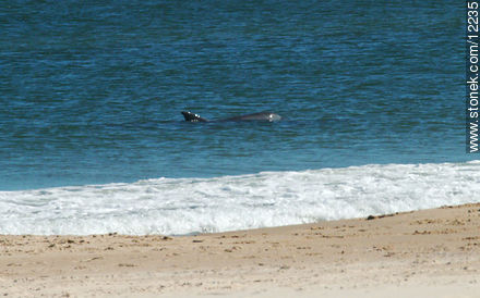 Delfines nariz de botella en las costas de Cabo Polonio - Fauna - IMÁGENES VARIAS. Foto No. 12235