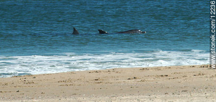 Delfines nariz de botella en las costas de Cabo Polonio - Fauna - IMÁGENES VARIAS. Foto No. 12236