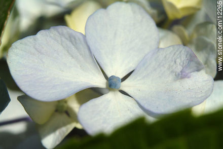 Pétalos de hortensia - Flora - IMÁGENES VARIAS. Foto No. 12265