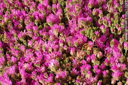  - Flora - IMÁGENES VARIAS. Foto No. 12282