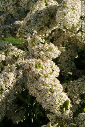  - Flora - IMÁGENES VARIAS. Foto No. 12284