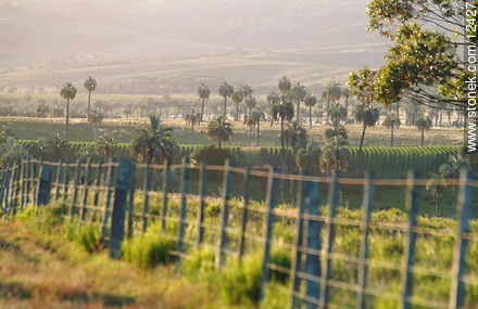  - Departamento de Rocha - URUGUAY. Foto No. 12427