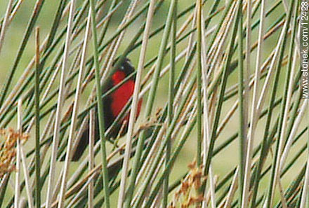 Pecho colorado mediano - Fauna - IMÁGENES VARIAS. Foto No. 12428