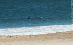 Delfines nariz de botella en las costas de Cabo Polonio - Foto #12235