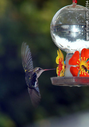 Hummingbird - Fauna - MORE IMAGES. Photo #22394