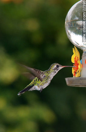Hummingbird - Fauna - MORE IMAGES. Photo #22396