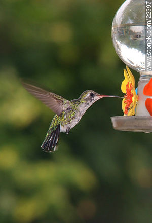 Hummingbird - Fauna - MORE IMAGES. Photo #22397