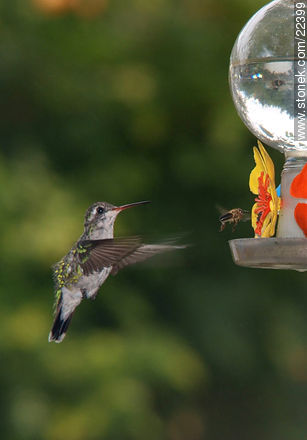 Hummingbird - Fauna - MORE IMAGES. Photo #22399