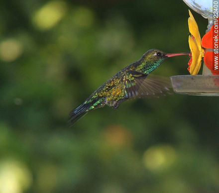 Hummingbird - Fauna - MORE IMAGES. Photo #22400