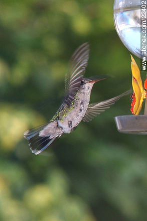 Hummingbird - Fauna - MORE IMAGES. Photo #22402