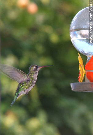 Hummingbird - Fauna - MORE IMAGES. Photo #22403