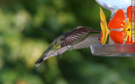 Hummingbird - Fauna - MORE IMAGES. Photo #22404