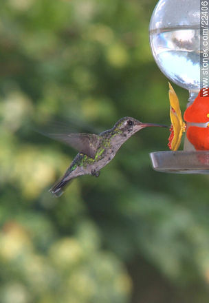 Hummingbird - Fauna - MORE IMAGES. Photo #22406