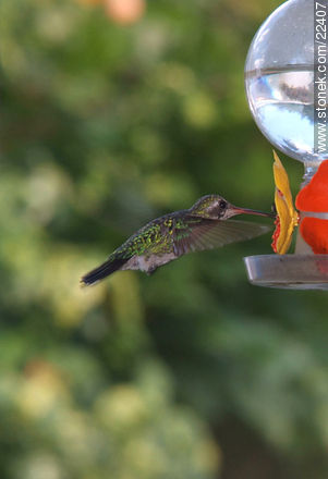 Hummingbird - Fauna - MORE IMAGES. Photo #22407