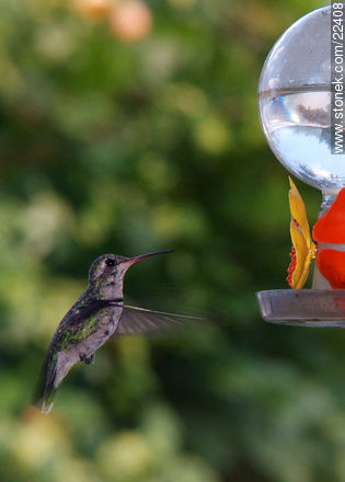 Hummingbird - Fauna - MORE IMAGES. Photo #22408