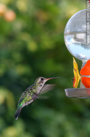Hummingbird - Fauna - MORE IMAGES. Photo #22409