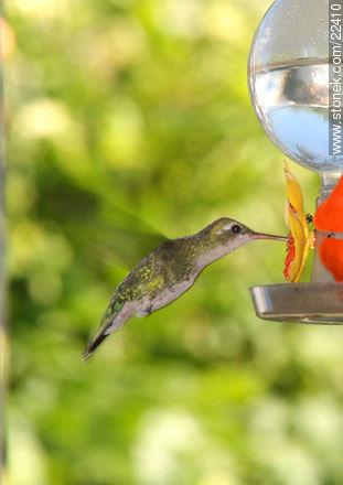 Hummingbird - Fauna - MORE IMAGES. Photo #22410
