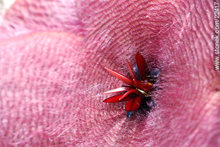 Stapelia - Flor de carroña - Flora - IMÁGENES VARIAS. Foto No. 22417