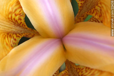 Iris barbata - Flora - MORE IMAGES. Photo #22438