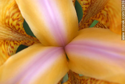 Iris barbata - Flora - MORE IMAGES. Photo #22439
