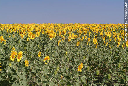 Sunflowers - Flora - MORE IMAGES. Photo #22441