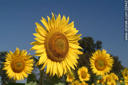 Sunflowers - Flora - MORE IMAGES. Photo #22442