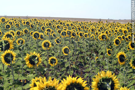 Sunflowers - Flora - MORE IMAGES. Photo #22444