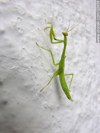 Praying mantis - Fauna - MORE IMAGES. Photo #22459