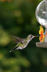 Colibrí. Picaflor - Foto #22396