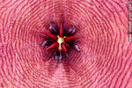 Stapelia - Flor de carroña - Foto #22415