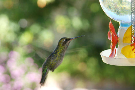 Hummingbird - Fauna - MORE IMAGES. Photo #22638