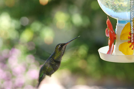 Hummingbird - Fauna - MORE IMAGES. Photo #22639