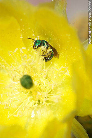 Mosca verde en el polen - Flora - IMÁGENES VARIAS. Foto No. 22656