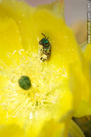 Mosca verde en el polen - Flora - IMÁGENES VARIAS. Foto No. 22657