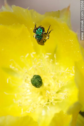 Mosca verde en el polen - Flora - IMÁGENES VARIAS. Foto No. 22658