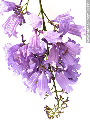 Flower of jacaranda tree - Flora - MORE IMAGES. Photo #22663