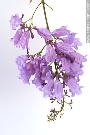 Flower of jacaranda tree - Flora - MORE IMAGES. Photo #22665