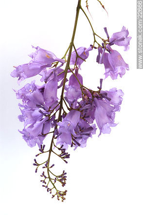 Flower of jacaranda tree - Flora - MORE IMAGES. Photo #22666