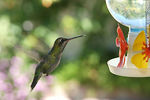 Colibrí o picaflor - Foto #22636